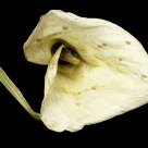 Cala Lily Bloom